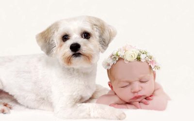 Newborn Photo Shoot with Dogs and Siblings