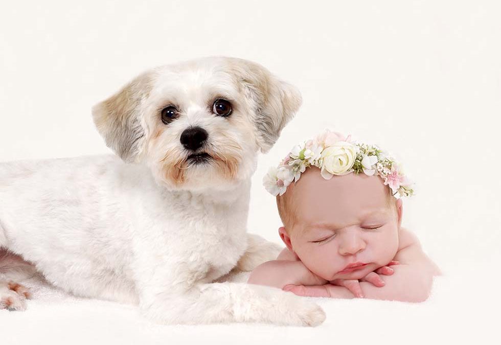 Newborn Photo Shoot with Dogs and Siblings